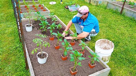  「Vegetable Gardening for Beginners: A Step-by-Step Guide」：緑の指を持つためのナイジェリアからの贈り物